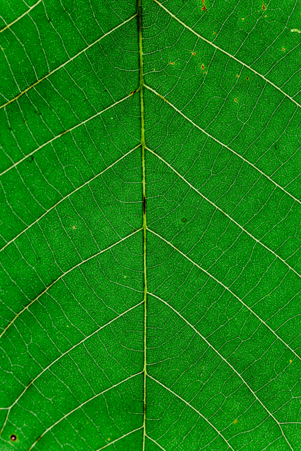 Chatbot Supervision f&uuml;r Coaches